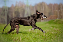 Black Old Great Dane Dog Running Outdoors