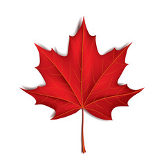 red maple leaf isolated on white vector
