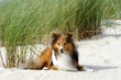 Beach Shetland Sheepdog