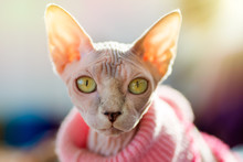 Sphynx Cat Half Yawn Free Stock Photo - Public Domain Pictures