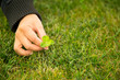Woman hand picking four-leaf clover on grass
