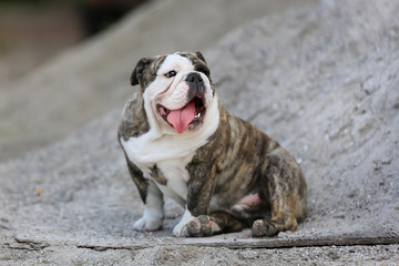 Wall Mural - Purebred bulldog