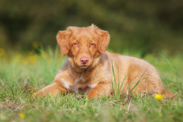 Sticker - Nova Scotia Duck Tolling Retriever Puppy