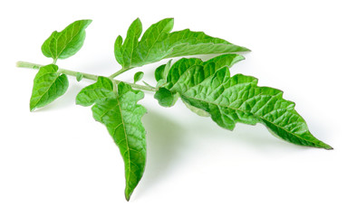 Tomato leaf isolated on white