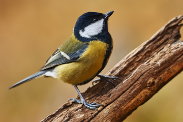 Wall Mural - Portrait of a great tit on a branch