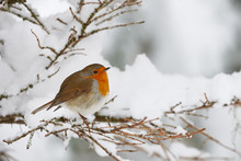 Robin In The Snow