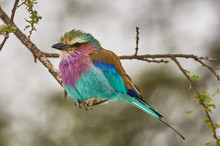 Lilac Breasted Roller Perched On A Branch
