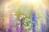 Fototapeta Lawenda - Meadow flowers lit by sunlight