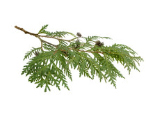 Cypress Branch Isolated On White Background