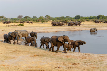 Wall Mural - several heard of african elephants at waterhole
