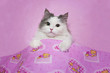 Kitten sleeping in a pink little bed