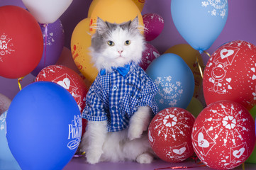 cat in a blue shirt on a background of colorful balloons