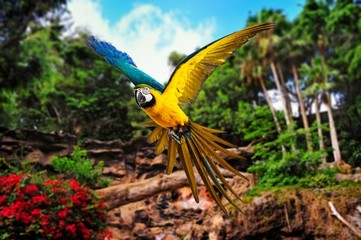 Fototapete - Colourful flying parrot in tropical landscape