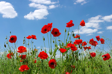 Wall Mural - red poppies