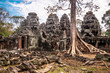 Tree in Ta Phrom, Angkor Wat, Cambodia.