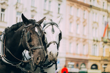 Two Horses Are Harnessed To Cart For Driving Tourists In Prague