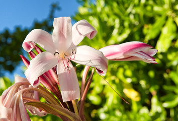 Wall Mural - Close Up of Pink Lily in Bloom