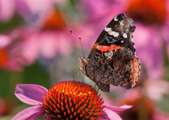 Wall Mural - Red Admiral