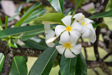 Wall Mural - Fresh frangipani flowers on the tree