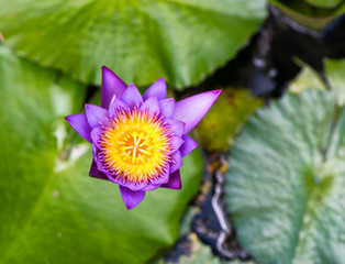 Wall Mural - Pretty pink lotus flower