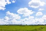 Fototapeta Tęcza - Green rice field and blue sky with clouds