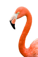 Close Up Of Pink Flamingo Bird Isolated