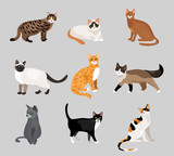 Fototapeta Koty - Set of cute cartoon kitties or cats