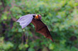 Flying Lyle's flying fox (Pteropus lylei)
