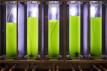 Wall Mural - Photobioreactor in lab algae fuel biofuel industry.