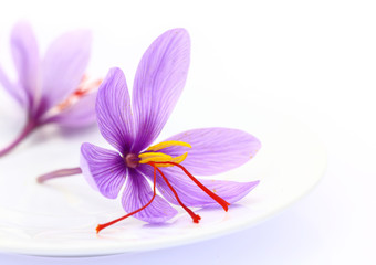 close up of saffron flowers