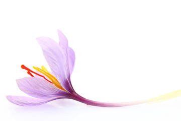 Wall Mural - Close up of saffron flower isolated on white background