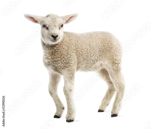 Cuadros en Lienzo Lamb (8 weeks old) isolated on white