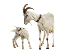 Mother Goat And Her Kid (8 Weeks Old) Isolated On White