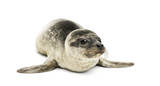 Fototapeta Zwierzęta - Common seal pup, isolated on white