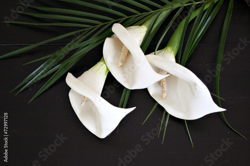 Fotografía 3 Callas auf schwarzem Holz