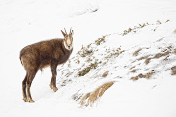 Canvas Print - Chamois deer in the snow background