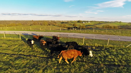 Poster - Cows on a farm