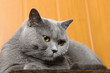 British shorthair cat lying on scratcher