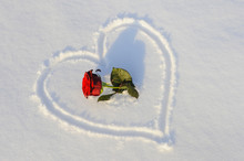 Heart And Rose In Snow As Symbol For Love