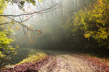 Wall Mural - Road in sun light. Forest during autumn