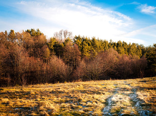 landscape with road in the forest