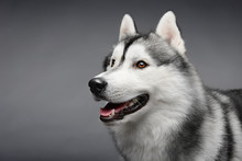 Portrait Of Siberian Husky On Gray Background