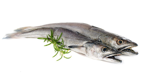 Wall Mural - European hake