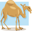 dromedary camel cartoon illustration