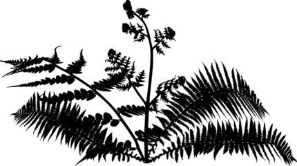 Wall Mural - fern bush silhouette isolated on white