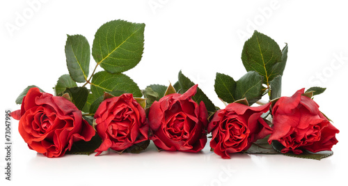 Obraz w ramie Red roses.