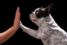 French Bulldog Giving High Five With Female Hand Over Black