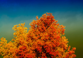 Wall Mural - Autumn trees and leaves. Beautiful colors of Fall