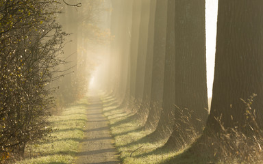 Wall Mural - sun shining on a lane of tree's on a foggy autumn morning.