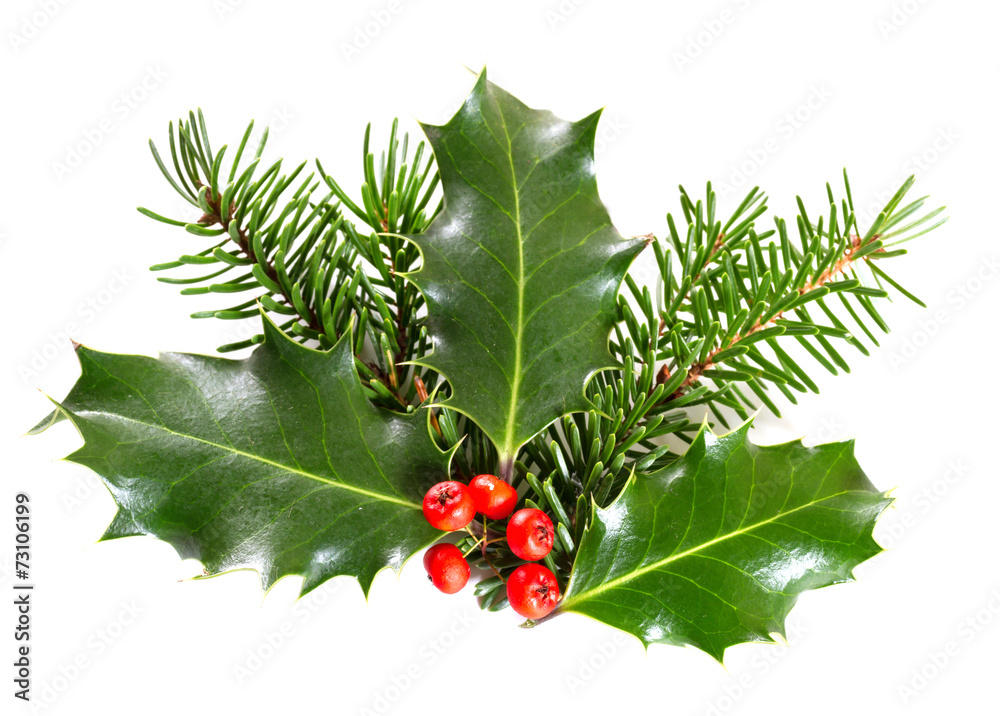 Holly leaves and berries with a pine branch on a white backgroun Stock ...